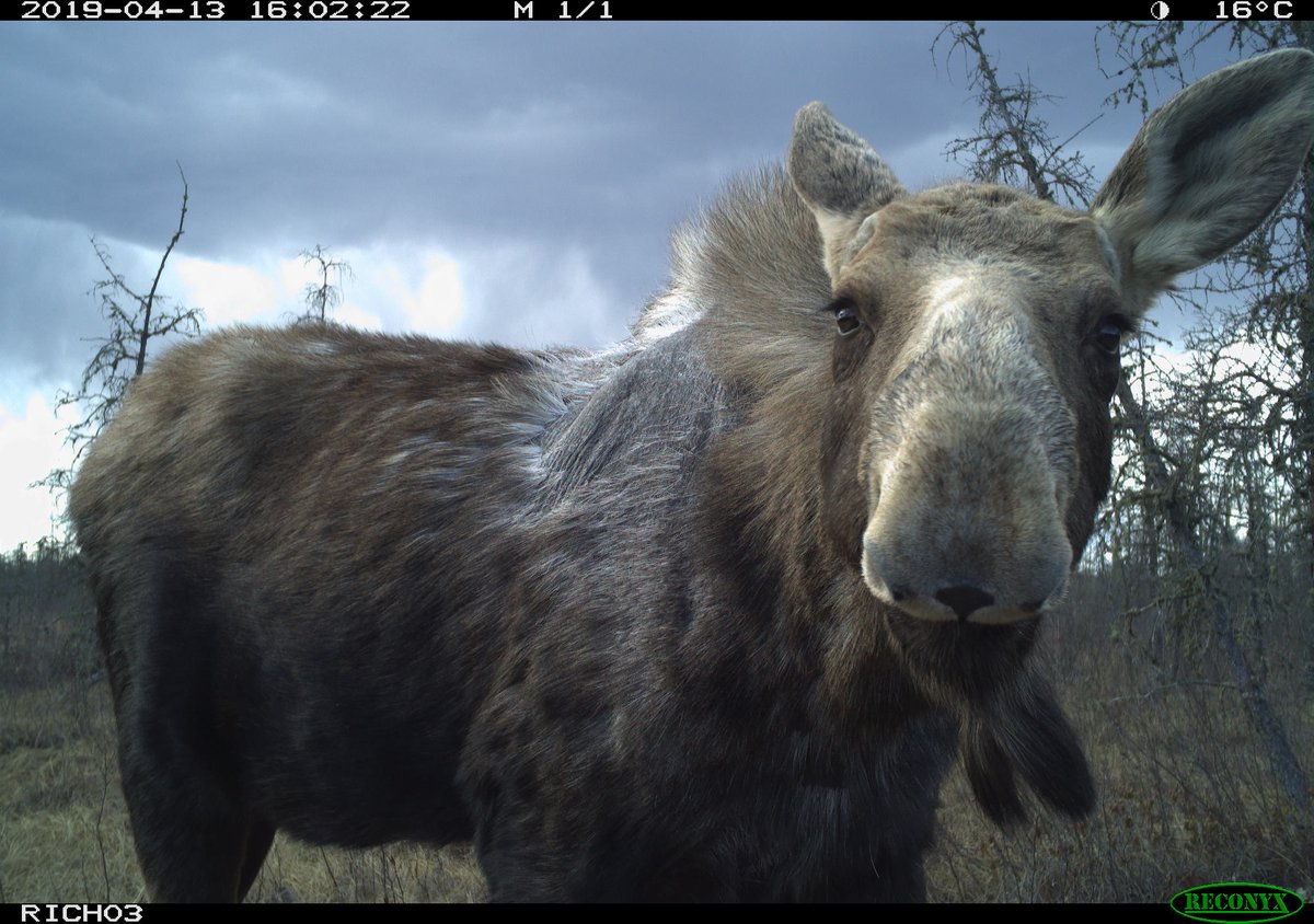 JasonTFisherLab's tweet photo. #ACMELab @ UVIC is seeking 2-4 Post-Doctoral Researchers [pending funding and space approvals]. 

Interested in terrestrial mammals and landscape ecology, a whiz with analytics, and like field work too? Check us out! https://t.co/ujixHrEADx
https://t.co/633tlkySFE

Pls RT! https://t.co/U4jfZjM48Q