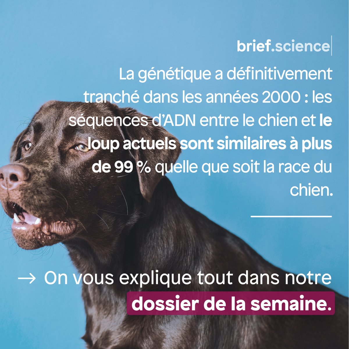 🐕 Notre dossier de la semaine traite de la domestication du chien.

Comment est-on passé du loup au chien domestique ?

On vous explique tout dans Brief.science : 
🔗 app.brief.science/article/2022-0…