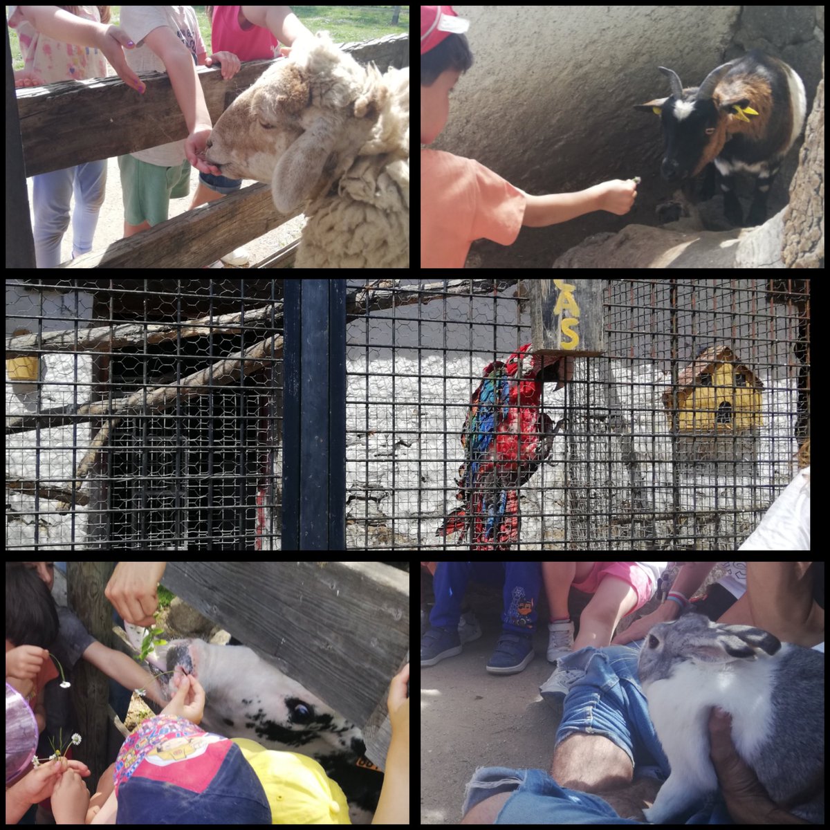 ¡Una tarde genial! 🐄🐖🐇🐓 #granja #5años <a href="/HBSTORREJON/">Humanitas Torrejón</a>
