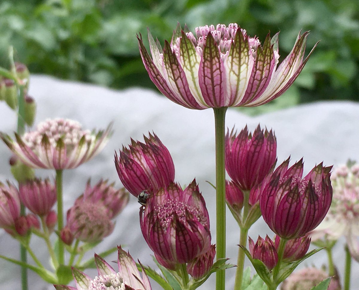 SconeGardenFair's tweet photo. Growing beautiful, hardy perennials,  including astrantias, geums, salvias, ornamental grasses, eryngiums, and many more, Dom Kaye Plants will be exhibiting at Scone Place Garden Fair on Friday 3rd and Saturday 4th June from 10am-4.30pm. 

Ticket link in BIO! https://t.co/e5GhyAujuF