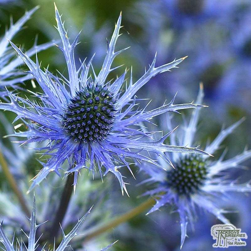 SconeGardenFair's tweet photo. Growing beautiful, hardy perennials,  including astrantias, geums, salvias, ornamental grasses, eryngiums, and many more, Dom Kaye Plants will be exhibiting at Scone Place Garden Fair on Friday 3rd and Saturday 4th June from 10am-4.30pm. 

Ticket link in BIO! https://t.co/e5GhyAujuF