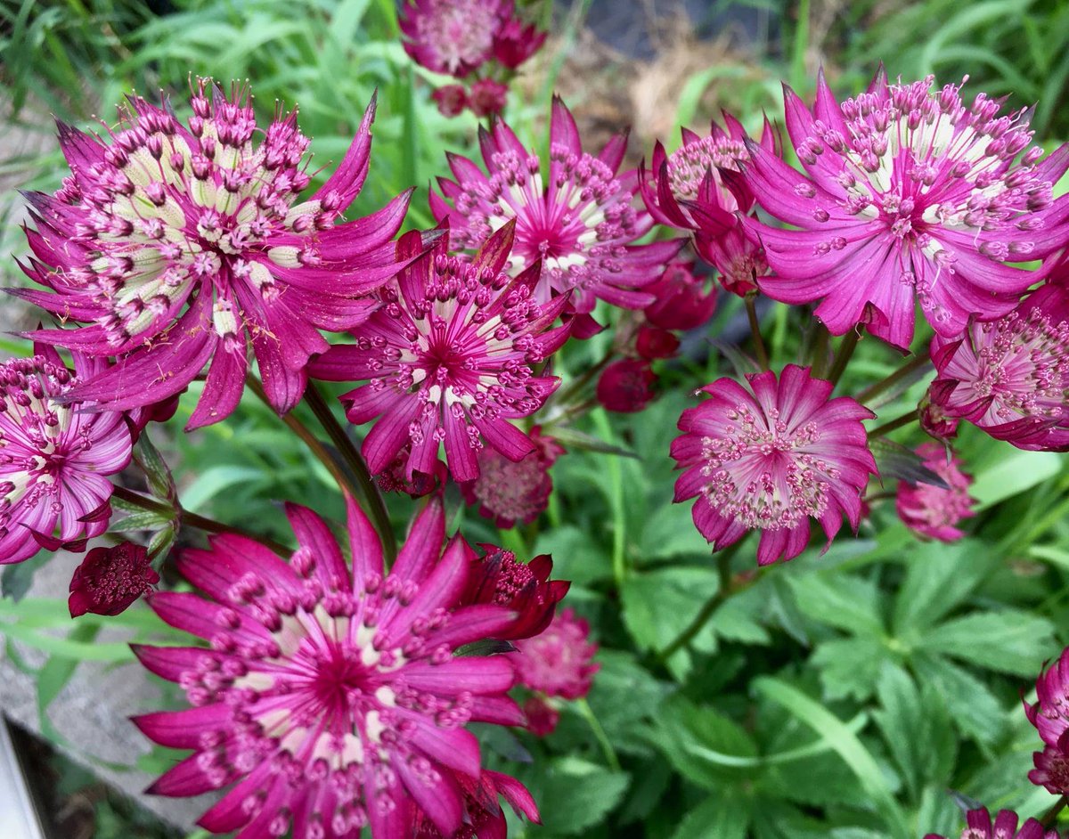 SconeGardenFair's tweet photo. Growing beautiful, hardy perennials,  including astrantias, geums, salvias, ornamental grasses, eryngiums, and many more, Dom Kaye Plants will be exhibiting at Scone Place Garden Fair on Friday 3rd and Saturday 4th June from 10am-4.30pm. 

Ticket link in BIO! https://t.co/e5GhyAujuF