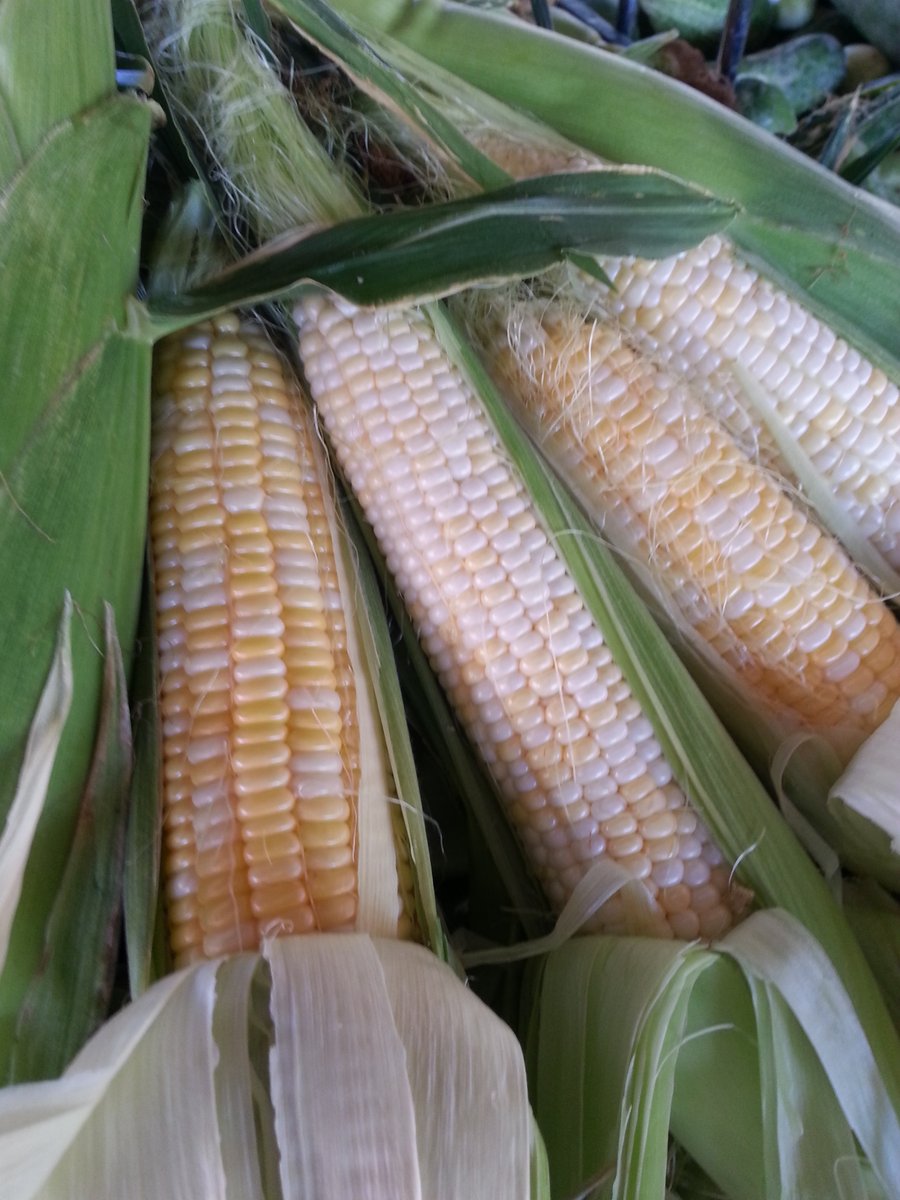 Farm Produce Stand open 9am-5pm everyday.
#sweetcorn #vineripetomatoes