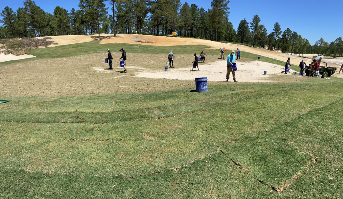 #TifEagle Sprigs being installed with the <a href="/Tahoma31Bermuda/">Tahoma 31</a> showing out today at The Tree Farm!