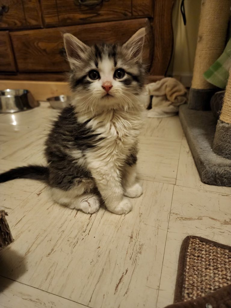 BrunkDrody's tweet photo. Little Salem coming home in 3 weeks! 😁 welcome to the family ❤️ https://t.co/Ja9Ni4c9ZT