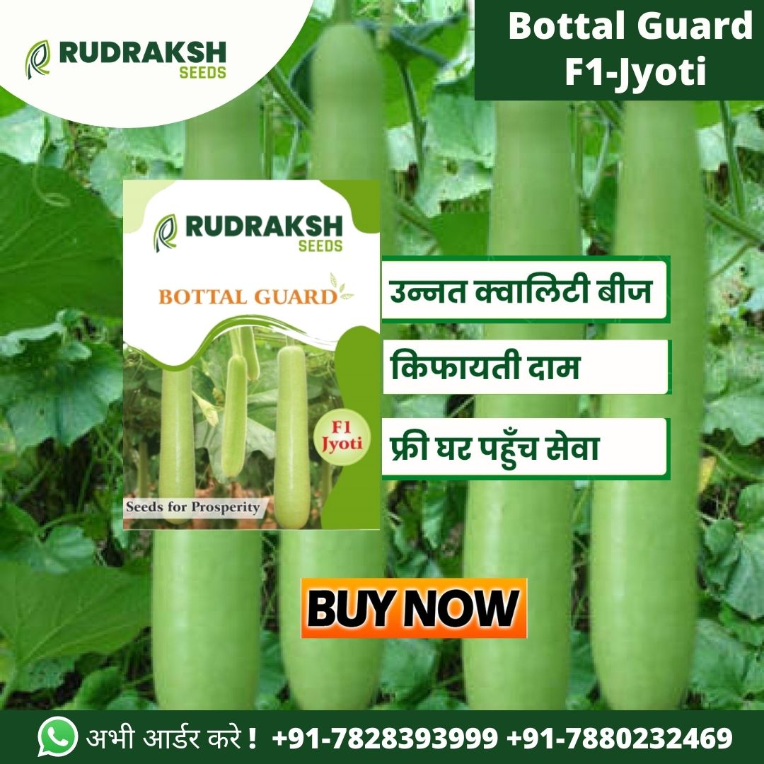 Buy F1 Jyoti Bottle Gourd Seeds
High yielding fruit
Fruit size:- 30-35 cms long
Fruit weight:- 500-650 gms
Call/WhatsApp :- +91-7880232459
+91-7880232469

#seed #seeds #plants #farm #farmer #farming #agriculture #seedsofgoodness #plantgoodness