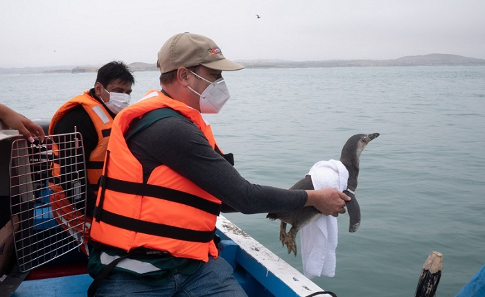 actualidadspda's tweet photo. 🚨 Caso Repsol: liberan a primer pingüino y otras 21 especies rescatadas del derrame de petróleo. 
▶️ Hasta la fecha se han registrado cuatro liberaciones de aves marinas y otras especies que fueran rescatadas del vertimiento del crudo.
https://t.co/BabqnLMkVI https://t.co/JIwGcHXeZ6