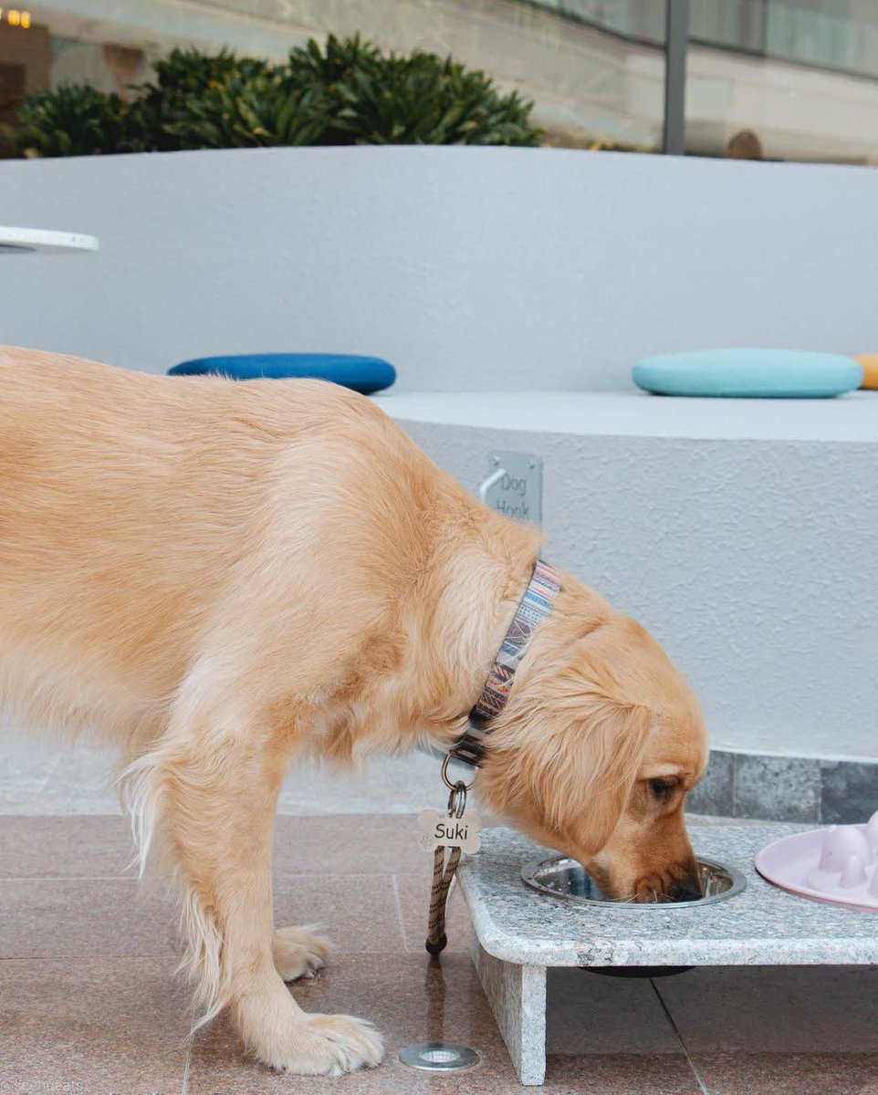 4sqEgypt's tweet photo. The friendship is Fur-real!! 🐕‍🦺
Give a Big Hug to #Egypt 1'st 🐕 #Pet Cafe 🦴 Now In Zayed
https://t.co/rox2xBP2am https://t.co/JcI0NWBzXJ