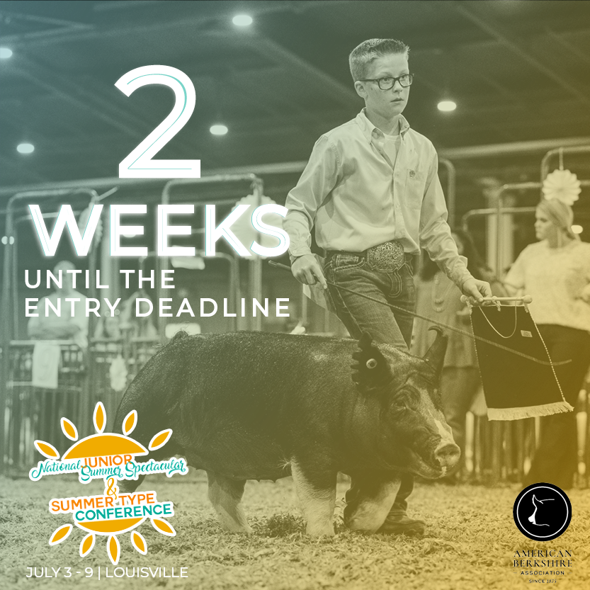 Entries for the 2022 Summer Type Conference close May 25! The ABA, NJSA and NSR will be hosting a junior show, and open show and sale at the Kentucky Exposition Center July 3-9. We hope to see you there! 

Find STC info at: americanberkshire.com/summer-type-co…

#AmericanBerk #STC22