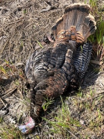 FieldToTheFork's tweet photo. Good few days chasing turkeys. #matthewscustomcalls #turkey https://t.co/LKEJDTjNUU
