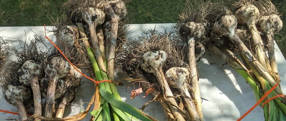 Curious about how premium garlic can flourish in MN? Garlic growers &amp; enthusiasts are invited to join field days hosted by farmers who have been growing several varieties for many years.
6/12 - Plum Creek Garlic
6/26 - Schmidt Farm
Learn more, register at sfa-mn.org/2022/05/11/get…