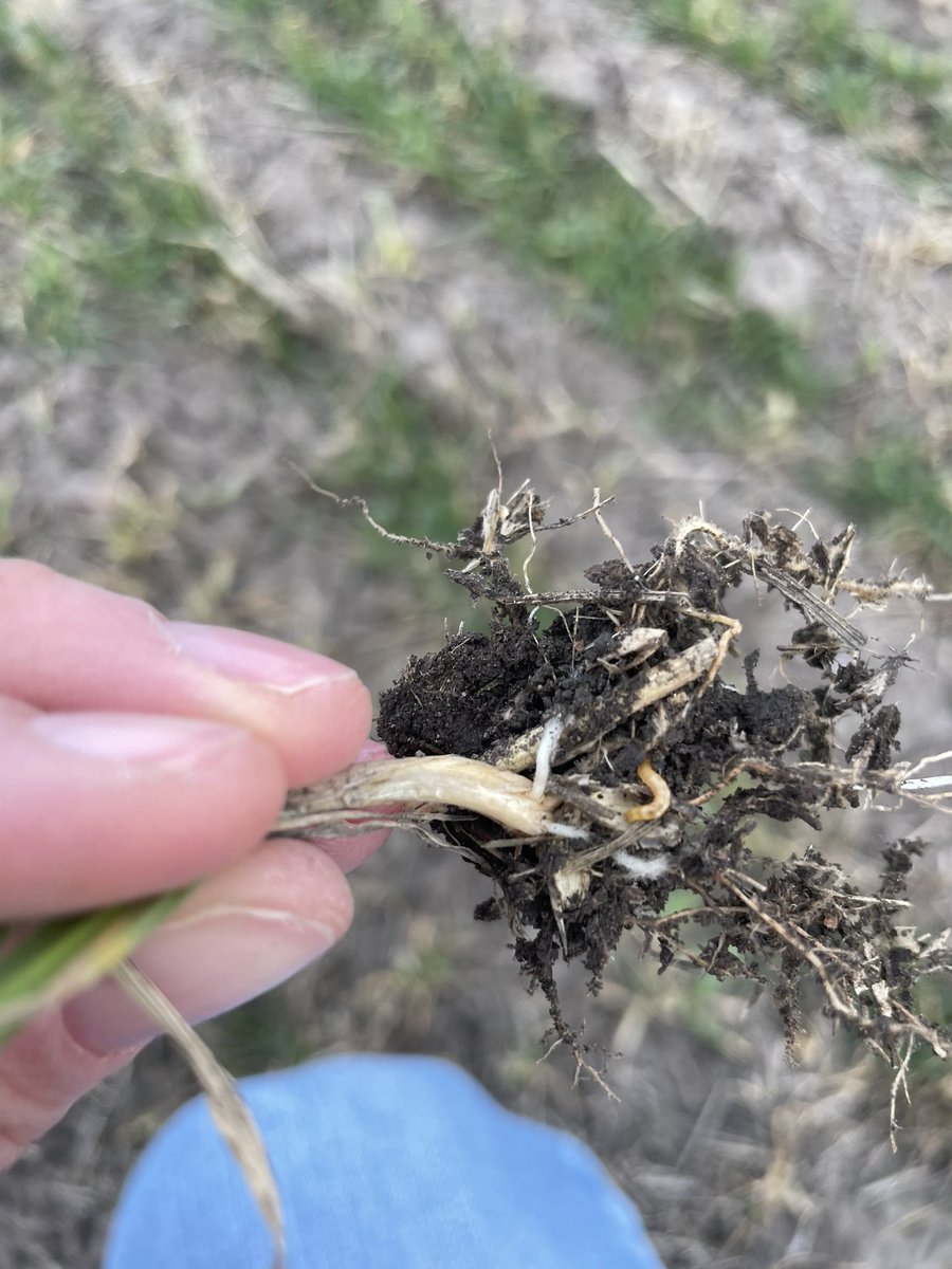 Courtney Visser tweet media