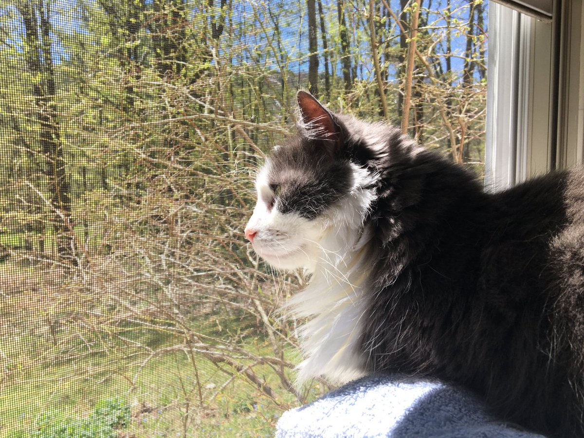 chrishendel's tweet photo. Warmth of the π combined with a lot of πΏοΈ activity makes for a very happy kitty.
#CatsOfVermont #SpringVibes https://t.co/ainnc2pctN