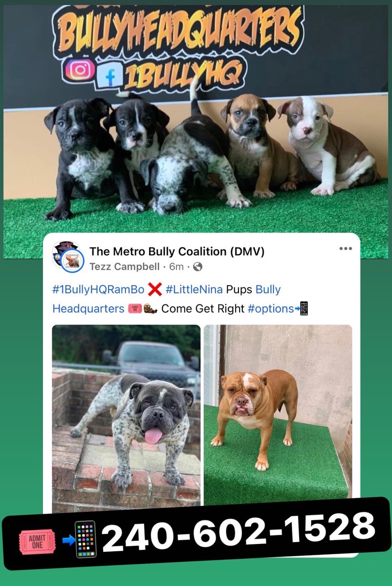 1BullyHQ's tweet photo. Puppies 🅰️vailable #1StopBullyHQ 🎟 https://t.co/m0bQUXBeuw
