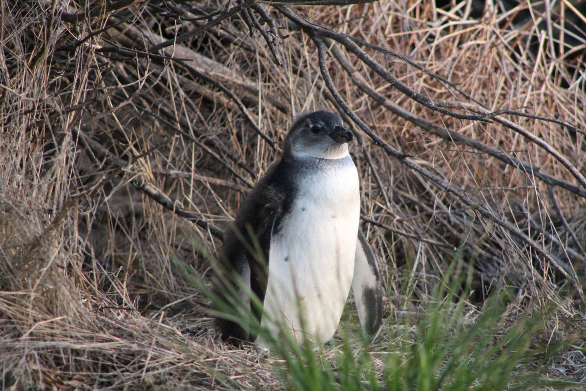 GlencrossJacqui's tweet photo. While many penguins are struggling to find enough food here @RobbenPenguins, Mr Chubby is doing very well indeed 🐟🐧 https://t.co/LhwoAANcxM