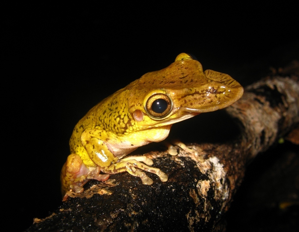 Weird Animals tweet media