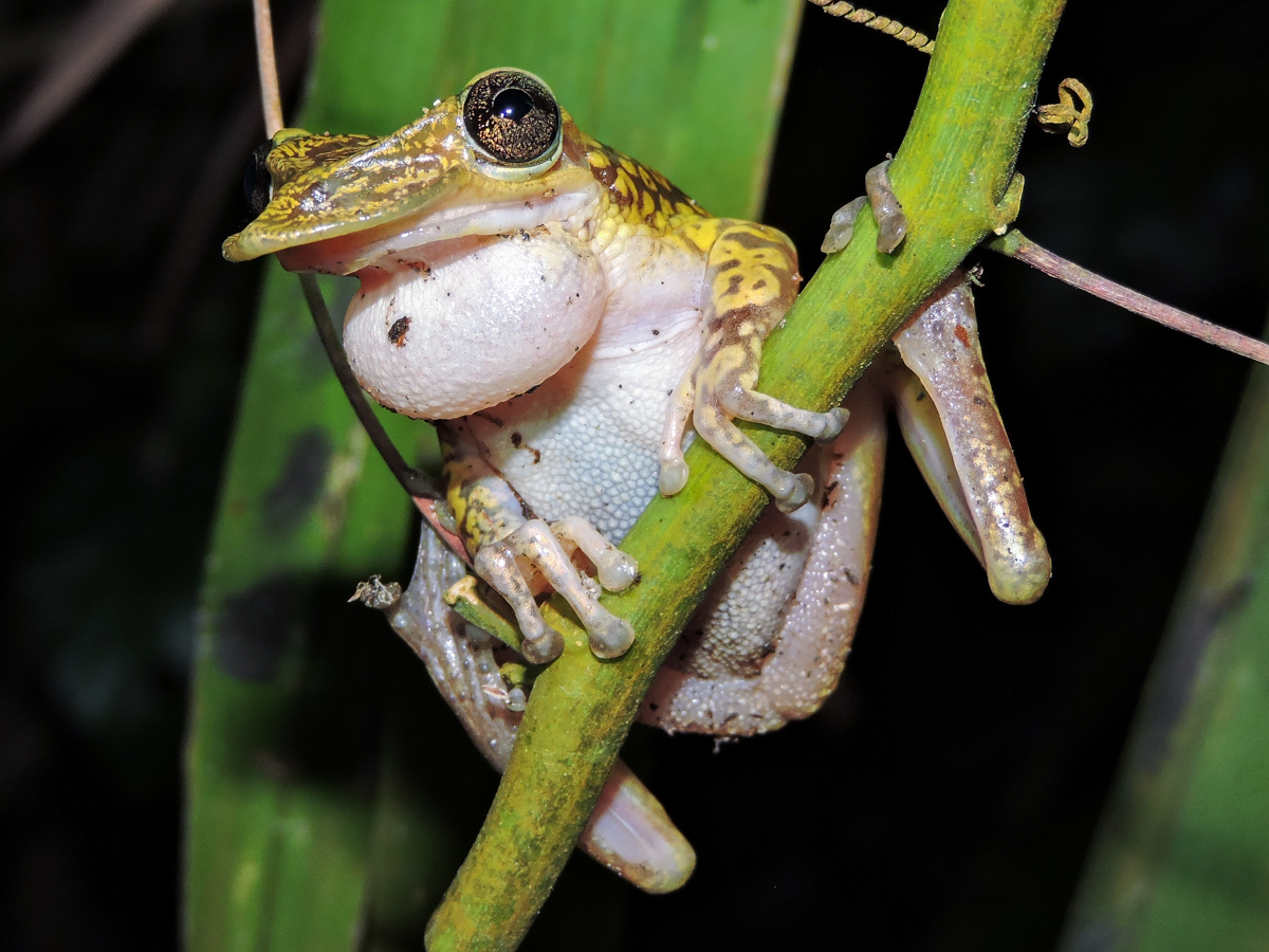 Weird Animals tweet media