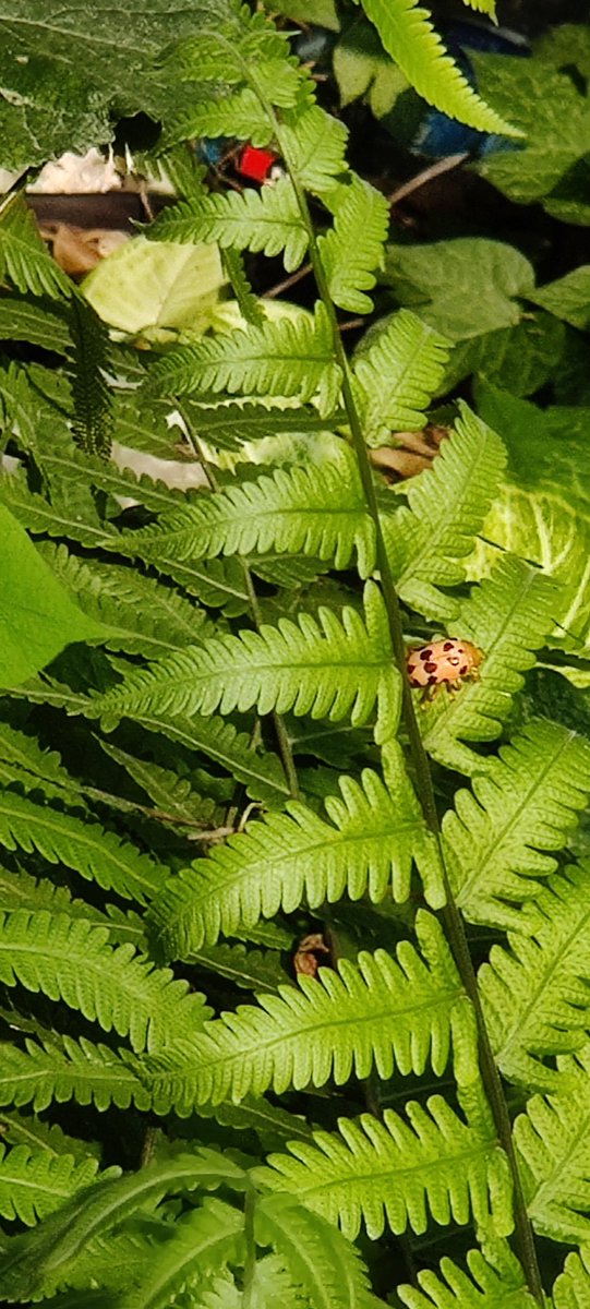 tsrose17's tweet photo. We have to learn and take real action to rejuvenate the soil. As we learn we can share with more and more people and work together to make it happen! 
Let's #SaveSoil . #ConsciousPlanet #cpsavesoil #SadhguruJV #biodiversity #regenerativefarming https://t.co/4kfbaklUlz