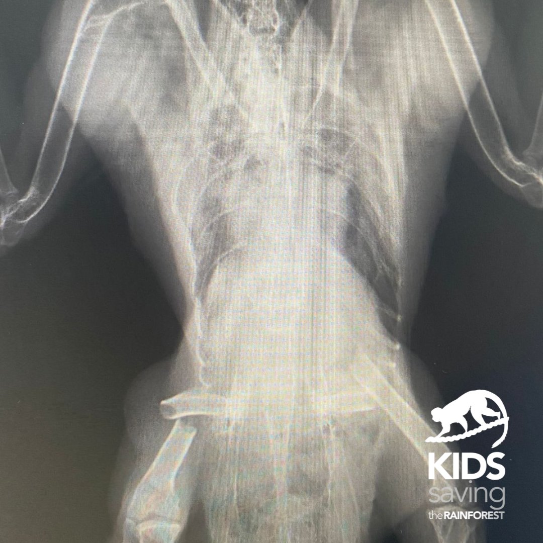KSTRCR's tweet photo. ⚠️This beautiful toucan was hitten by a car⚠️

Car accidents🚗 is one of the main reasons why animals arrive to our rescue center and usually the prognosis is very bad, the best way to help them is prevention‼️

Please drive slow in places where wildlife could cross⚠️ https://t.co/YVWQ6VOOpF