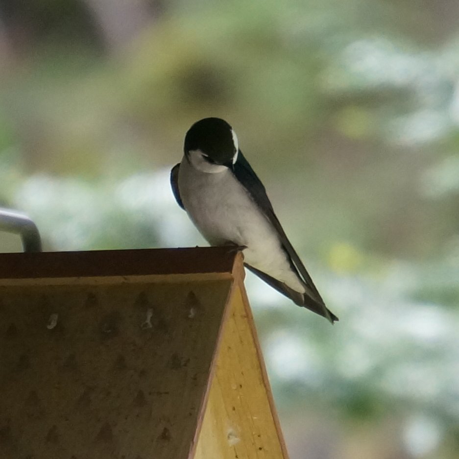 Violetgreenswallow Twitter Search Twitter Violetgreenswallow Twitter Search Twitter