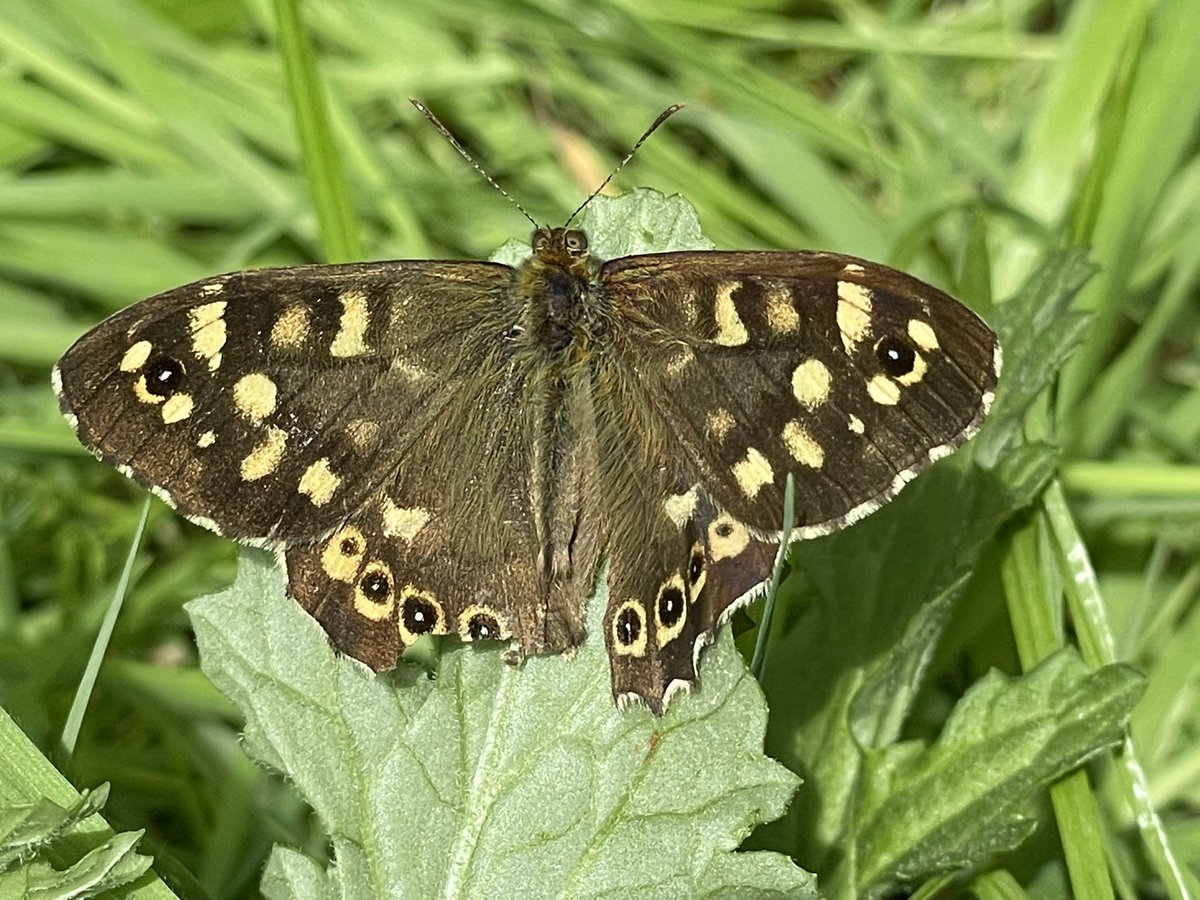 #WildCardiff #WildCardiffHour #Cardiff #Nature #StMellons #poplarhawkmoth #woodspeckledbutterfly