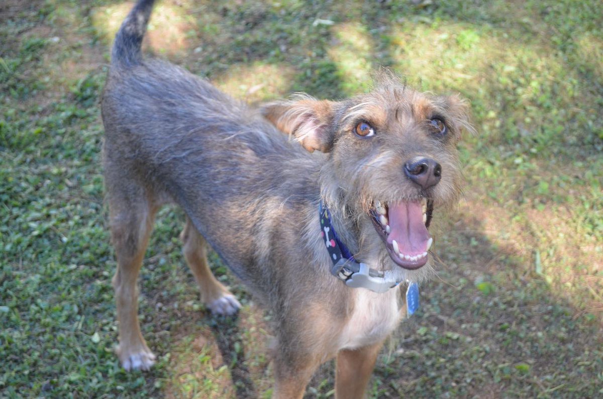 dameunapatapy's tweet photo. MAC sigue en adopción 🐶 

Machito de 1 año aprox, de tamaño pequeño a mediano, se lleva bien con otros perros, es súper cariñoso, ama las personas, es súper juguetón 🥰 

Está castrado, con sus vacunas al día y ya se trató de leish. 

Si te gustaría adoptarlo 📲 0971-111-939 https://t.co/vyILmJjMQ8