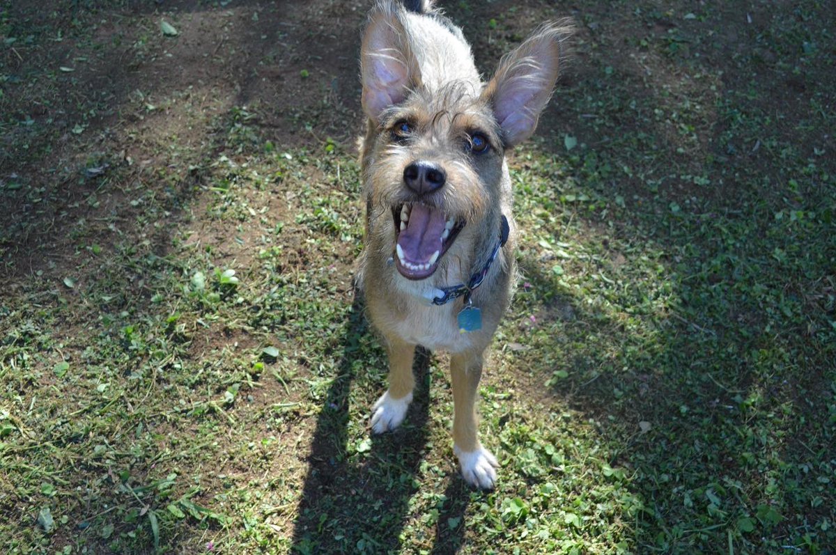 dameunapatapy's tweet photo. MAC sigue en adopción 🐶 

Machito de 1 año aprox, de tamaño pequeño a mediano, se lleva bien con otros perros, es súper cariñoso, ama las personas, es súper juguetón 🥰 

Está castrado, con sus vacunas al día y ya se trató de leish. 

Si te gustaría adoptarlo 📲 0971-111-939 https://t.co/vyILmJjMQ8