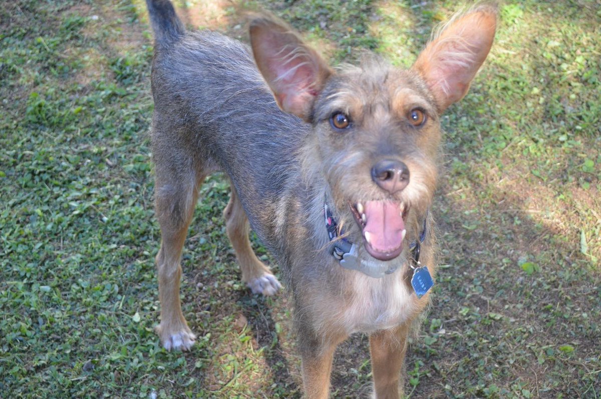 dameunapatapy's tweet photo. MAC sigue en adopción 🐶 

Machito de 1 año aprox, de tamaño pequeño a mediano, se lleva bien con otros perros, es súper cariñoso, ama las personas, es súper juguetón 🥰 

Está castrado, con sus vacunas al día y ya se trató de leish. 

Si te gustaría adoptarlo 📲 0971-111-939 https://t.co/vyILmJjMQ8