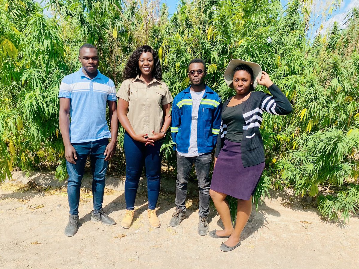 agribusiness110's tweet photo. Industrial Hemp production in Zimbabwe , today ⁦@KutsagaResearch⁩ special thanks to ⁦@frank_magama⁩  for featuring on next week’s episode , https://t.co/YDX65Ydt0p