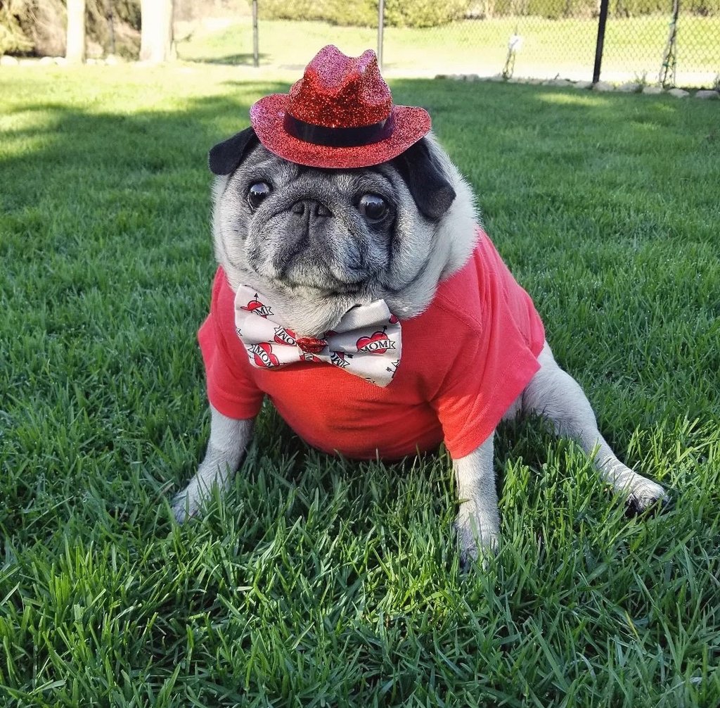 thiccles says hi everypuggy👋❤
Instagram.com/lil_pickles_da…