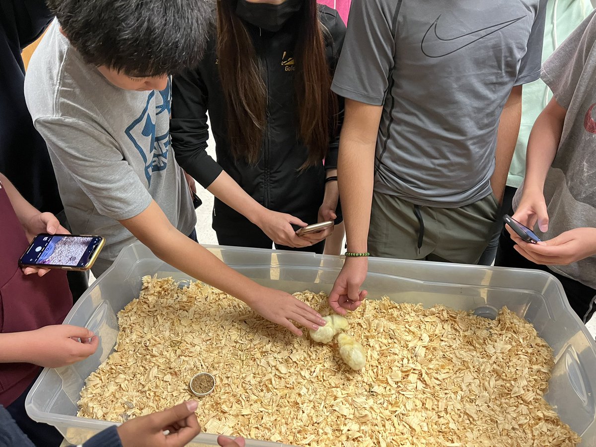 simonsscience's tweet image. Adding 4 new chicks to the Farm. Living it up @LCPSFarmwell