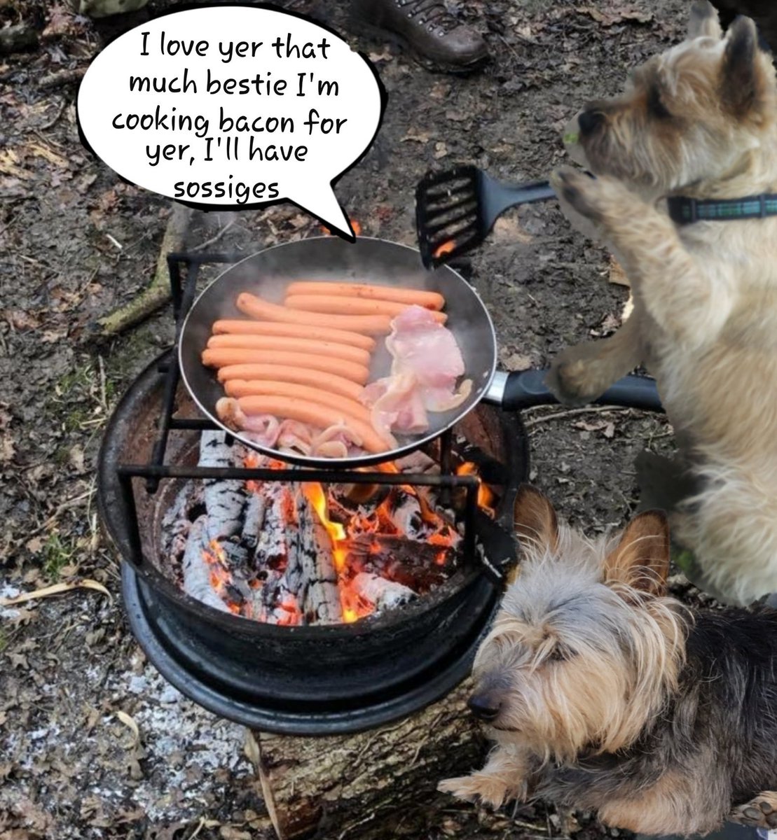jennystape's tweet photo. True besties ๐งก
@NormanTheCairn #BovverBoys #BaconAddict #ZSWesternMonth
#BestiesAlways https://t.co/HbShTspCjB