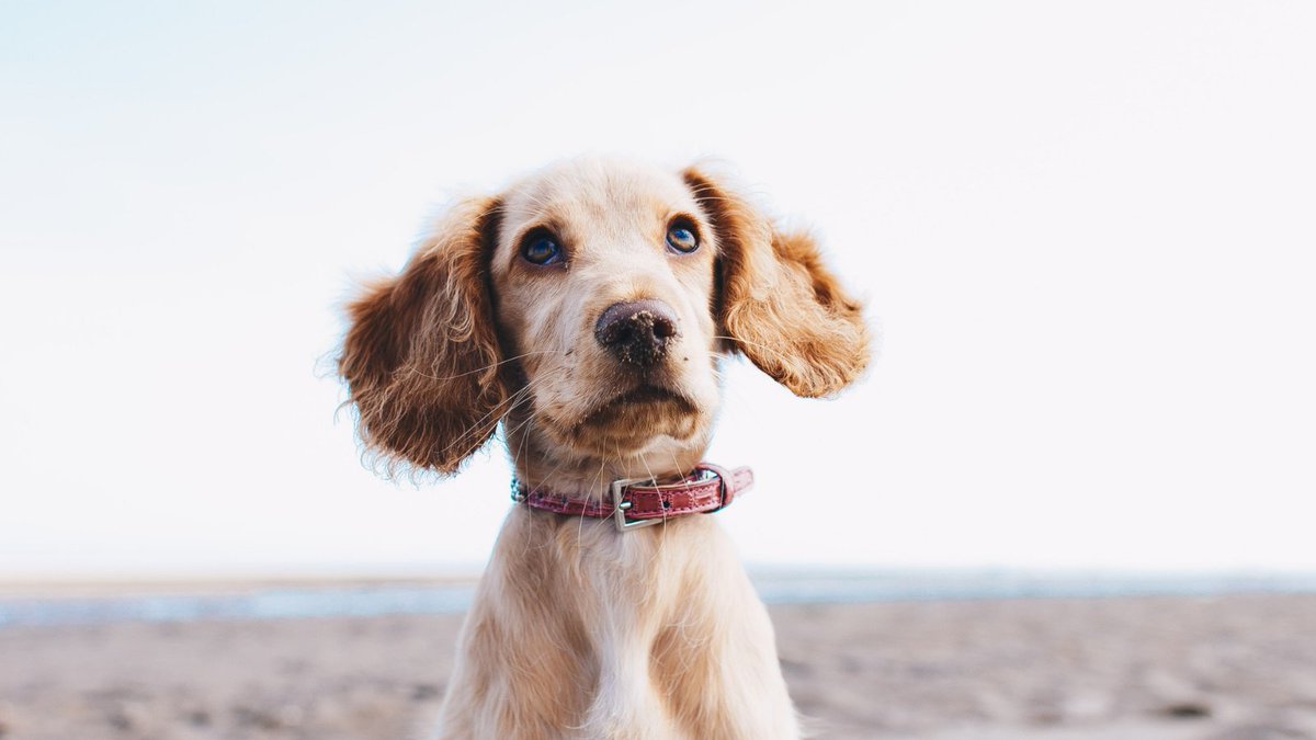 PetfixClub's tweet photo. Did someone say SUMMER? 

#summer #beach #dogs #happy #dogsoftwitter https://t.co/WSQ7nkInXK
