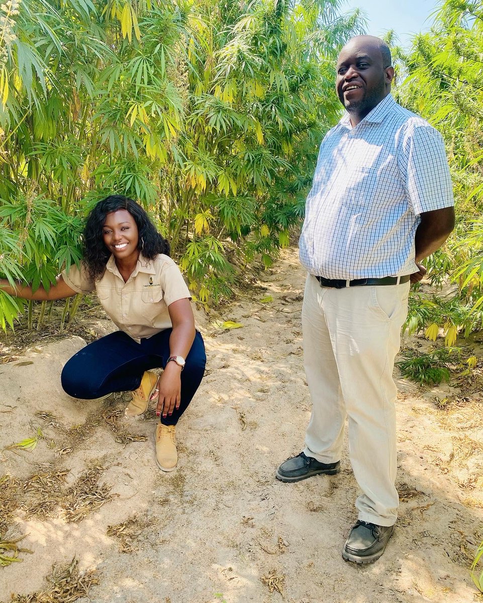 agribusiness110's tweet photo. Industrial Hemp production in Zimbabwe , today ⁦@KutsagaResearch⁩ special thanks to ⁦@frank_magama⁩  for featuring on next week’s episode , https://t.co/YDX65Ydt0p