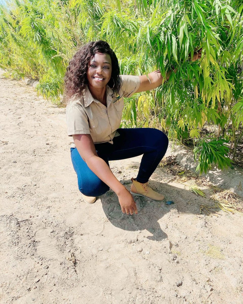 agribusiness110's tweet photo. Industrial Hemp production in Zimbabwe , today ⁦@KutsagaResearch⁩ special thanks to ⁦@frank_magama⁩  for featuring on next week’s episode , https://t.co/YDX65Ydt0p