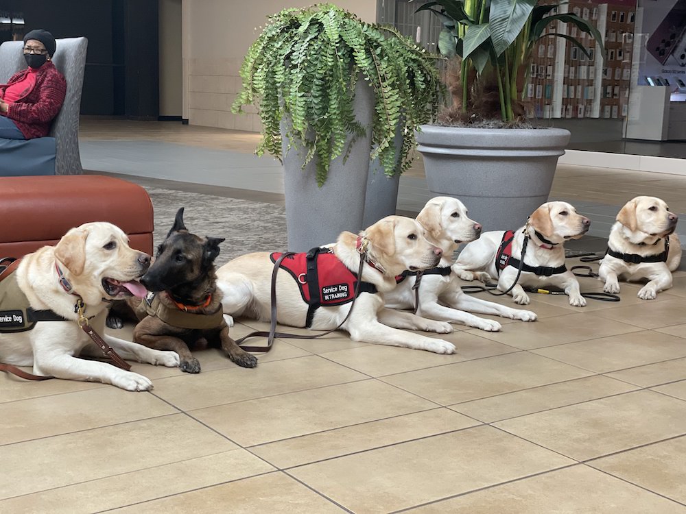 Leashes of Valor tweet media