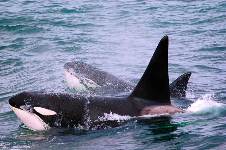 NOAAFisheriesAK's tweet photo. Have you ever wondered what makes transient killer #whales so special?
Us too!
Check out our behavioral studies on foraging and diving behaviors this #whalewednesday to learn a new #whalefact
https://t.co/dENyb08nZS https://t.co/5My5WSN9qS