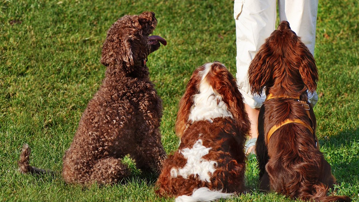 SuffolkDogDay's tweet photo. Just like us, dogs are intelligent creatures &amp; can benefit hugely from being able to engage in a range of different activities, not just walks.
Our friends at @BBD0G1 have shared with us their fave suggestions for alternative ways to spend time with your dog! Check them out! https://t.co/zCoWga58pg