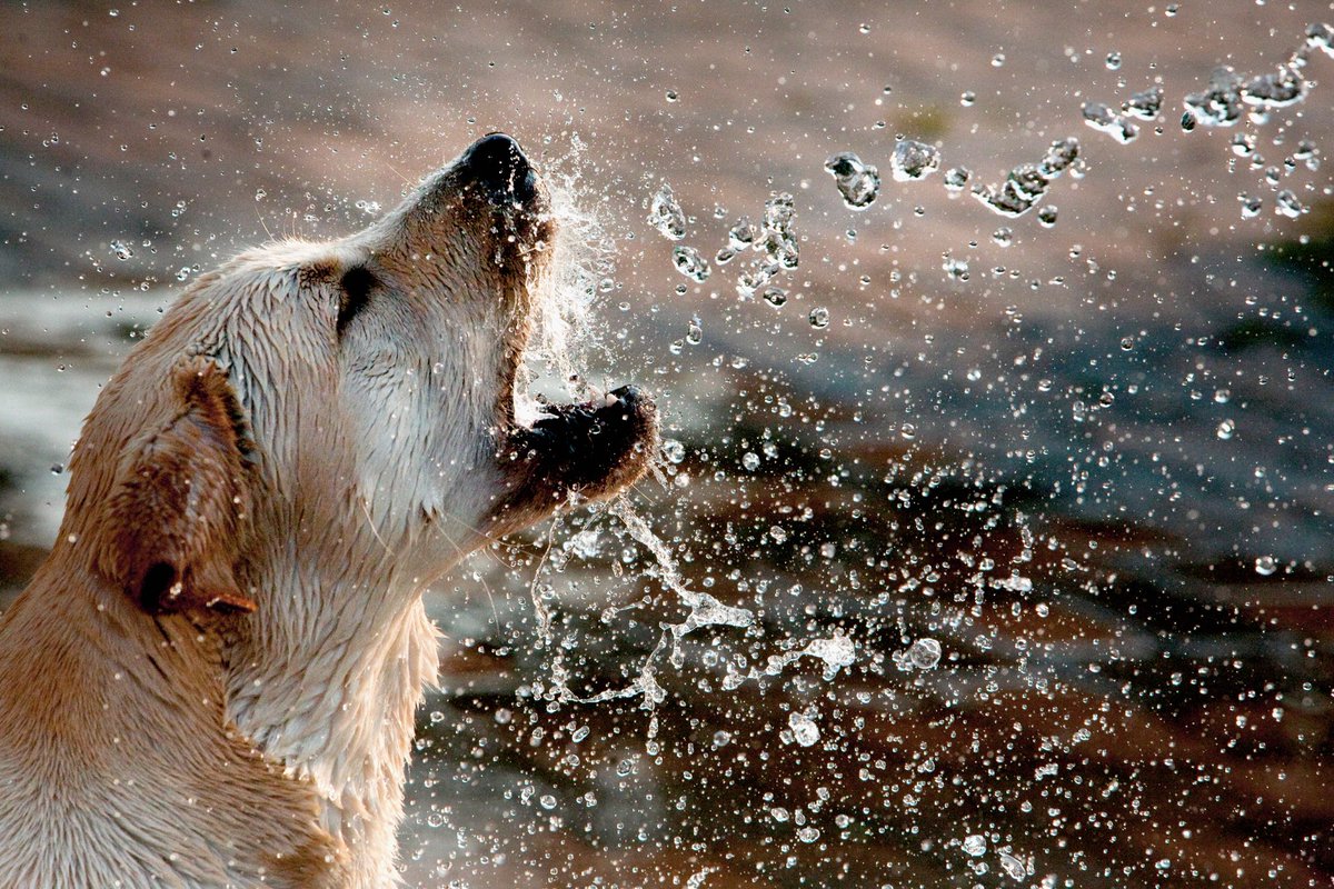 BIM_Chiro's tweet image. Remember to stay hydrated my friends! Water is not only good for your body but also good also for your mind! Staying hydrated helps joint pain, send oxygen through the body, helps skin health, and detoxes the body along with many other benefits! #wellness #health #chiropractic