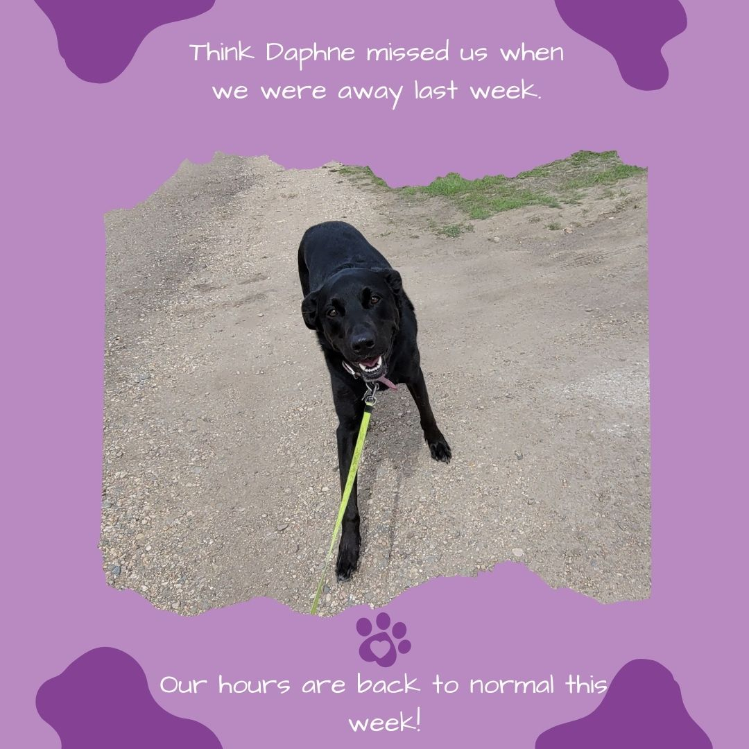 TammysTraining's tweet photo. Lots of excited dog greetings yesterday as we get back to our regular routine! We missed all the dogs while we were away. Can't wait to spend more time with them this week!! 

https://t.co/6CkOLuM4cq

#localdogwalker  #warmandogs  #supportlocal  #waggingtails https://t.co/5uKlAZm18b