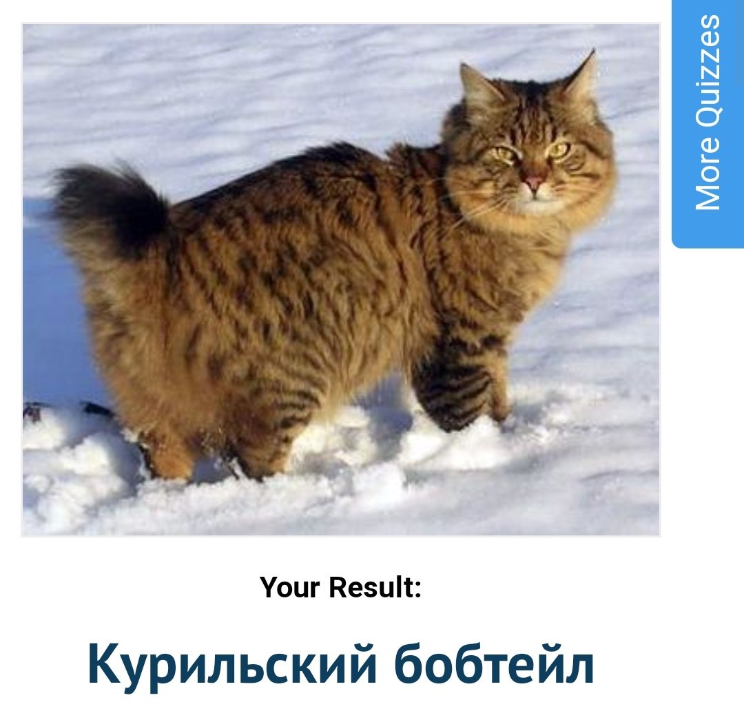 Курильский бобтейл кошка. Курильский барнаул. Курильский барнаул. Порода курильский бобтейл. Бобтейл кошка.