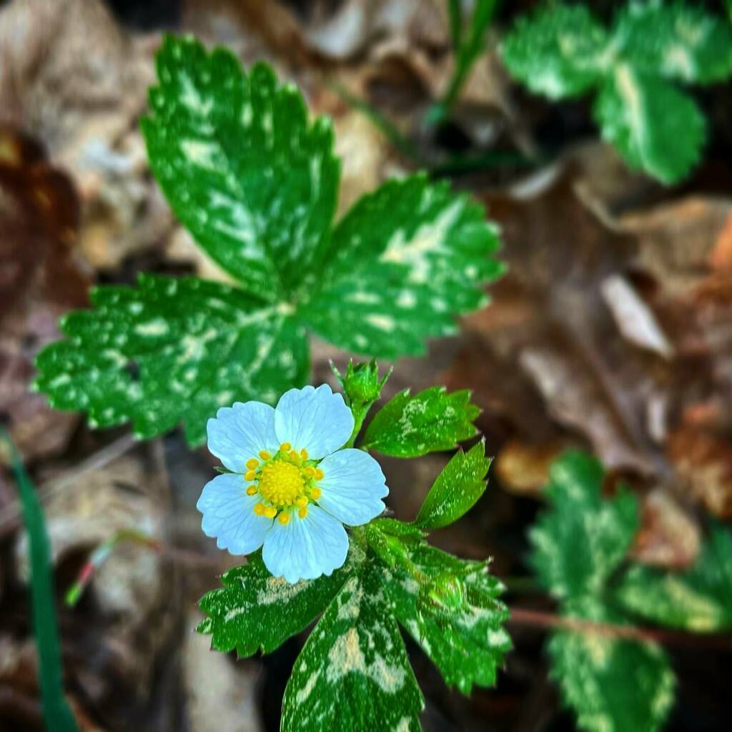 JanaElzaWuyts's tweet photo. Straks wordt dat gele hart een lekker sappige bosaardbei β€οΈπ
#bosrand #zandgrond #wild #aardbei #fragariavesca #plantjes https://t.co/IidJklkcCA https://t.co/5CNP4yQfFY
