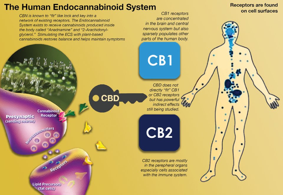 PureCanna's tweet photo. 🔥 Do you know what your ECS system is &amp; how CBD works? 🔥 SAVE 15% With Coupon Code "Get15" 🔥 https://t.co/FjEXC88EKB https://t.co/P1IZby1mRx