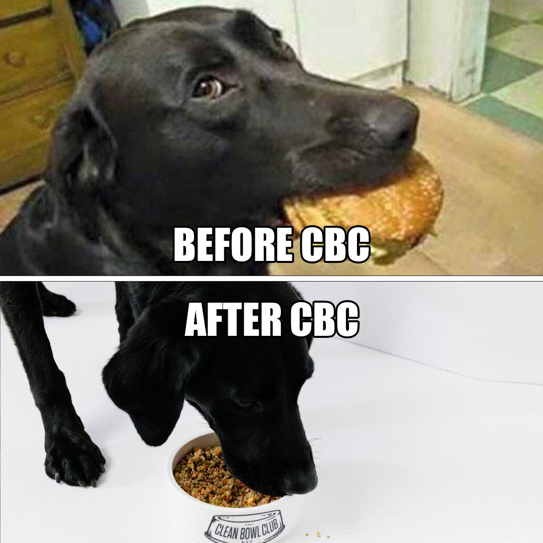 CleanBowlClub's tweet image. So good your dog won't even want human food anymore 😂 #cleanbowlclubnyc #dogfood #dognutrition