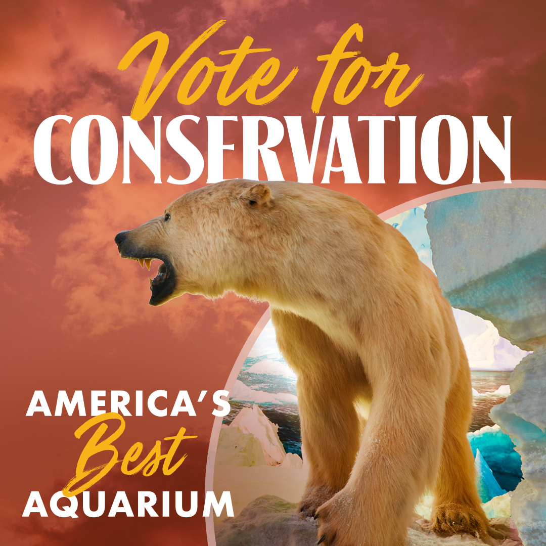 revelads's tweet photo. @WOWaquarium has been renominated for America’s Best Aquarium by USA Today and we had the pleasure of making their promotional graphics! 

Get a win for the Queen City and vote for Wonders of Wildlife as America’s Best Aquarium at https://t.co/WoVNY1ssbj #votewow #wowaquarium https://t.co/4vs4pQXIKK