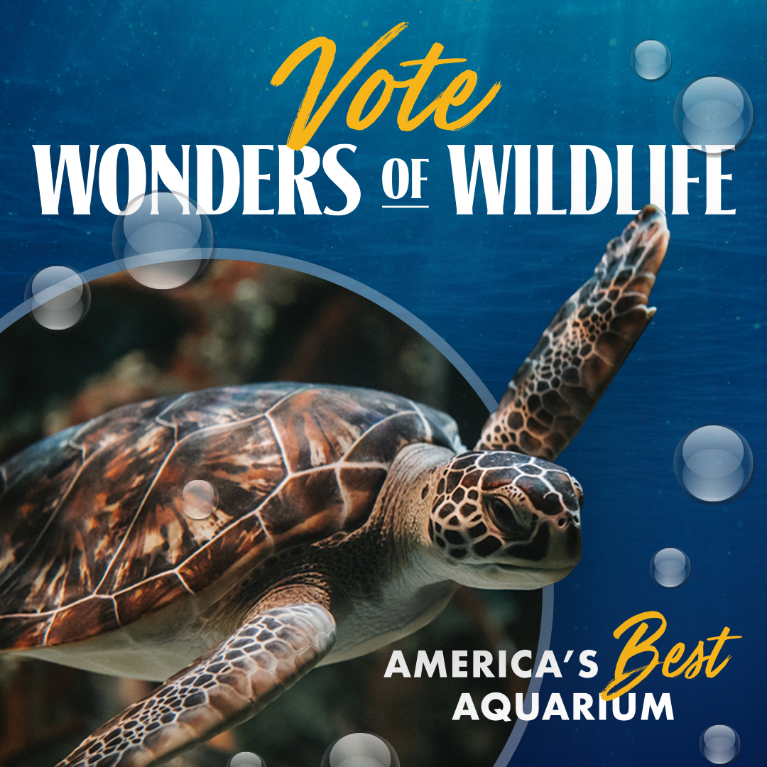 revelads's tweet photo. @WOWaquarium has been renominated for America’s Best Aquarium by USA Today and we had the pleasure of making their promotional graphics! 

Get a win for the Queen City and vote for Wonders of Wildlife as America’s Best Aquarium at https://t.co/WoVNY1ssbj #votewow #wowaquarium https://t.co/4vs4pQXIKK