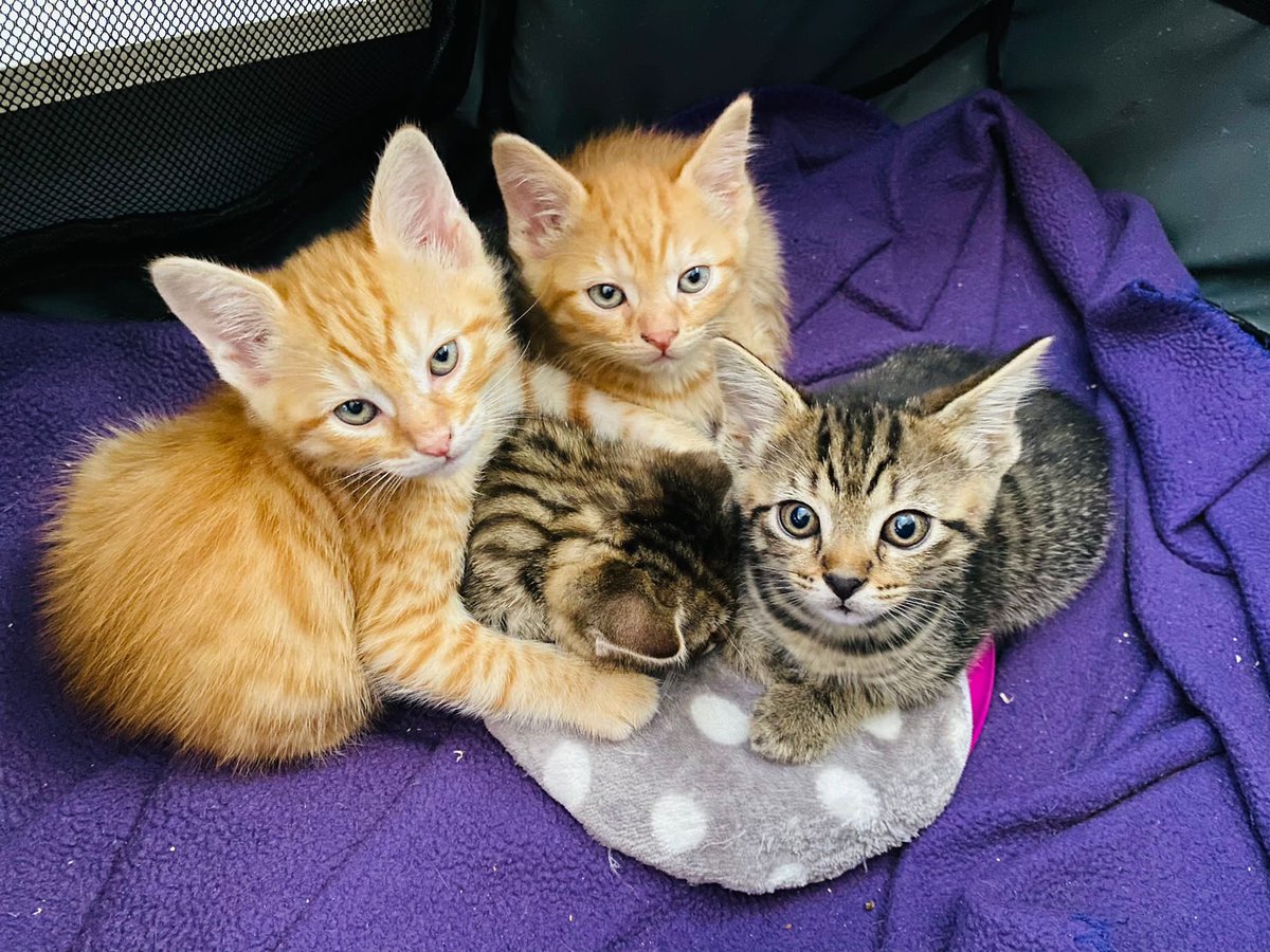 CAT77Doncaster's tweet photo. **Kitty of the Week starts on Monday 16th May!!**
Keep your eyes 👀 on all our social media to see who’s there and give them a like or share 😺
(Cute kittens purely for attention 😹)
#cat77dsb #CatsOnTwitter #catrescue #charity #AdoptDontShop #kittyoftheweek #cats #doncaster https://t.co/fI39rLicLL