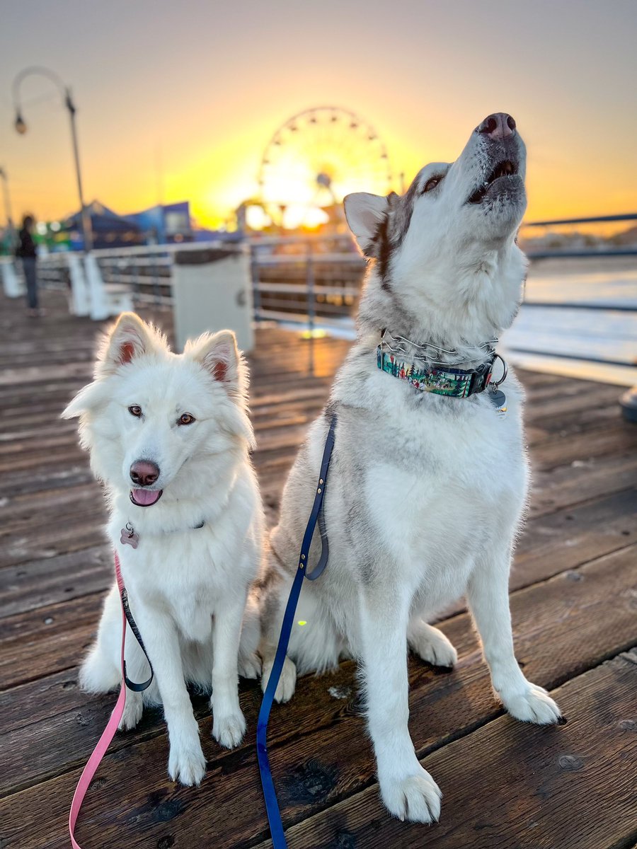 Sunrise on the Santa Monica pier 

#twitterdogcommunity #twitterdogs #dogsoftwitter