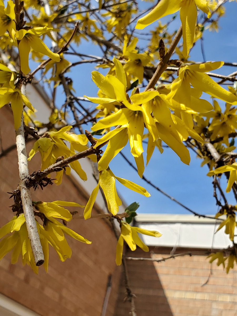 StMatthewSAINTS's tweet photo. Flowers are in bloom in the secret garden! We are nearly finished prepping the ground to accept Sage seeds. We will be growing Sage as part of our on-going commitment to Truth &amp; Reconciliation. We are excited to start this part of the journey with @Jessi_McCulloch &amp; @creerunner https://t.co/5MQNSd26Sh