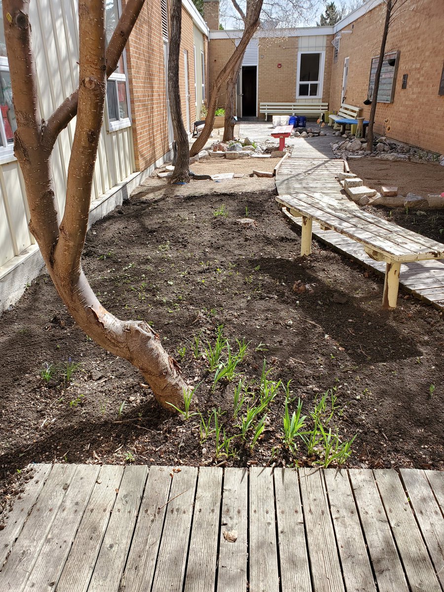 StMatthewSAINTS's tweet photo. Flowers are in bloom in the secret garden! We are nearly finished prepping the ground to accept Sage seeds. We will be growing Sage as part of our on-going commitment to Truth &amp; Reconciliation. We are excited to start this part of the journey with @Jessi_McCulloch &amp; @creerunner https://t.co/5MQNSd26Sh